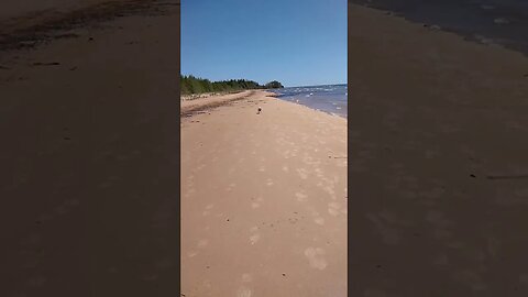 #Distracted #slomo #northernmichigan #puremichigan #shortsvideo #tiktok #doggodoingthings #apollo