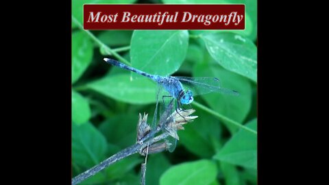 Most Beautiful Dragonfly Part 5 | Skyhunter | Sri Lankan Dragonfly