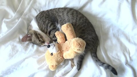 Adorable Baby Cat Hides Under His Toy Bear