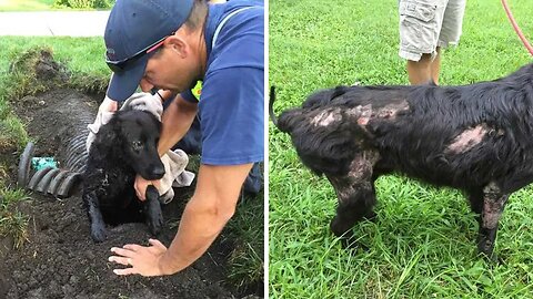 One Week After Family Dog Went Missing, They Locate Him In A Storm Drainpipe