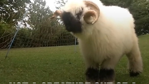 The Valais Blacknose Sheep Is Right out of Greek Mythology