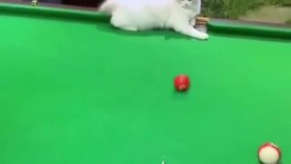 Funny Kitten Helps Human Sink A Pool Shot