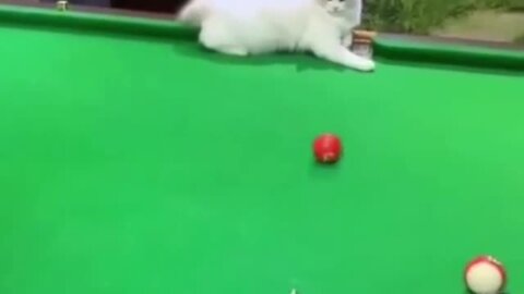 Funny Kitten Helps Human Sink A Pool Shot