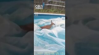 Sweet moment police save a deer trapped in a swimming pool #massachusetts #USA #GBNAmerica
