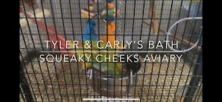 Green cheek conure bath