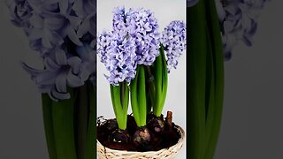 HYACINTH: A breathtaking early spring bulb flower to plant in the fall for early spring pollinators