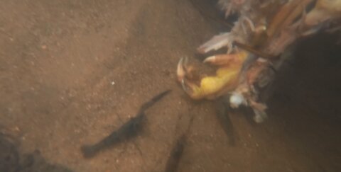 The Shrimp eats Chicken Bones in the water