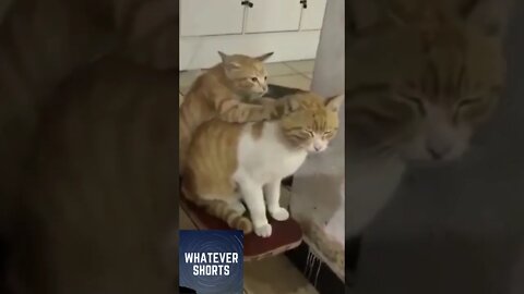 This cat is being a homie by giving a massage to another cat #shorts #cat #animals #massage