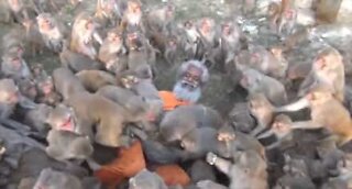 Cet homme de 79 ans est entouré par des singes affamés!
