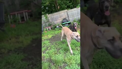 🐇🐰hunt!😂 #happy #dog #puppy #greatdane #shortsvideo #love #cutedog #playing #hunting #hello