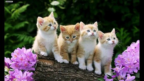 Cute cat's 😍