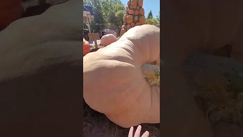 BIGGEST Pumpkin in the World! #HalloweenWithShorts