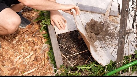 How to Kill Weeds with Cardboard