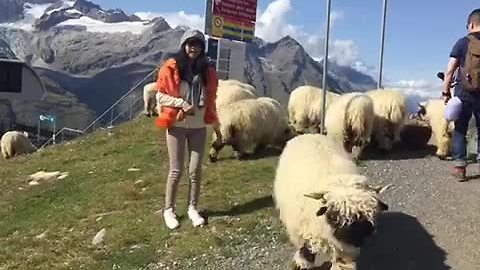 Woman Wants To Pet The Sheep But They Keep Running Away
