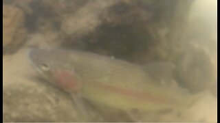 Underwater release on Rainbow Trout