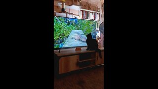 Soot watching cat tv