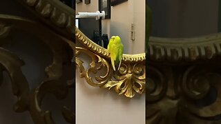 Twinkie is admiring himself #budgie #parakeet #budgerigarbird #cutebudgies #budgienation