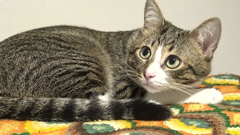 Calm Cat with Large Pupils Sits on His Pillow