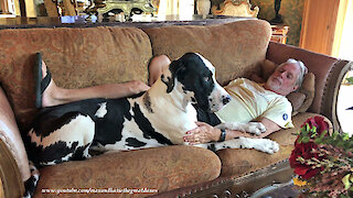 Loving Great Dane Loves To Snuggle On The Sofa