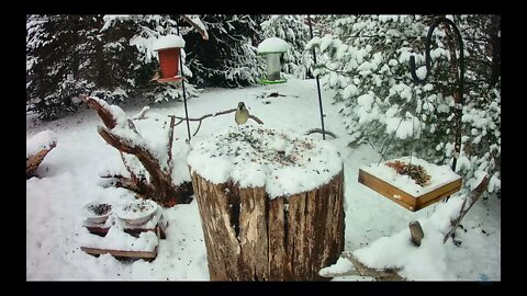 20 Minutes of Feeding Birds in Winter Snow