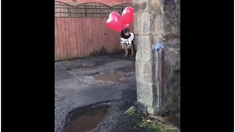 A dog tied to balloons goes up, up and away!