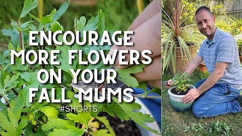 🌸Encourage More Flowers on Your Fall Mums 😀 - #shorts