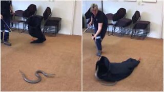 Mulher faz demonstração de como apanhar uma cobra
