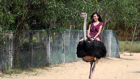 Ostrich Riding