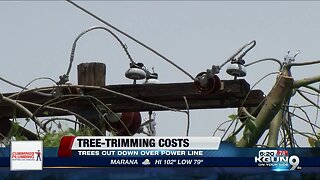 Homeowner criticizes 'extreme' tree trimming for power lines
