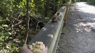 Trying to hand feed a Red-Tailed squirrel