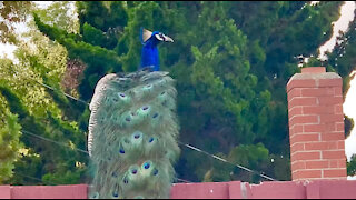 Wild Peacock wows city residents