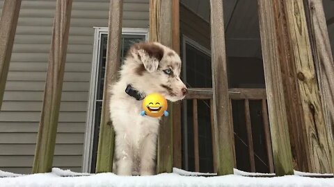 Puppy's first snow day!