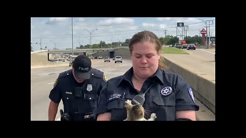 Kitten Rescue! - Interstate 20 Fort Worth