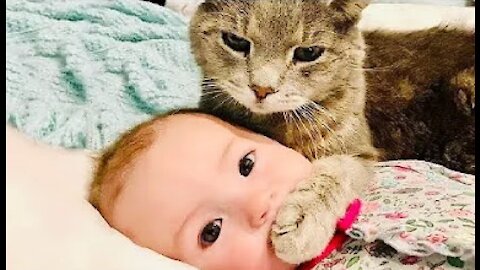 OMG Cute Kittens - Best Funny Cat Videos 2021