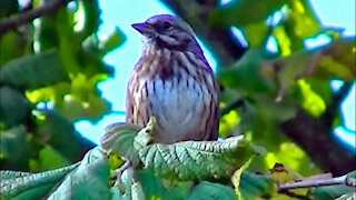 IECV NV #175 - 👀 A Song Sparrow On The Filbert Tree Singing 10-21-2015