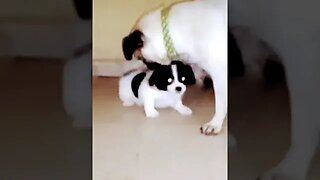 Unlikely Dog Friends #shorts #cute #doglover #puppy