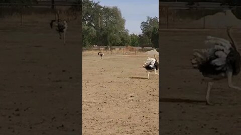 Ostriches running around [SUPER FUNNY MUST SEE!] (check out original clip in description) #shorts