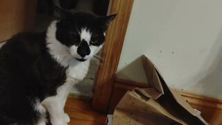 Oreo the cat is so fat you can't see his neck anymore and he still wants more food