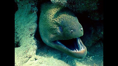 Adult giant moray eels are at the top of the food pyramid.