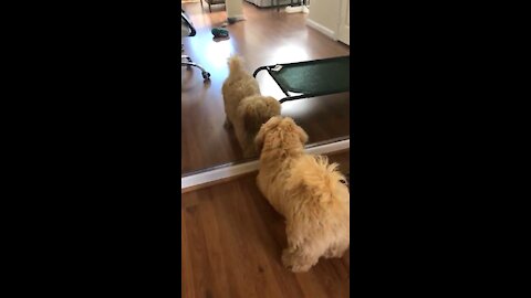 Funny Dog playing with mirror