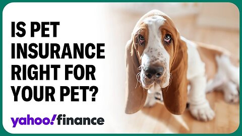How insuring a pet may save money in the long run: Spot Pet CEO| CN ✅