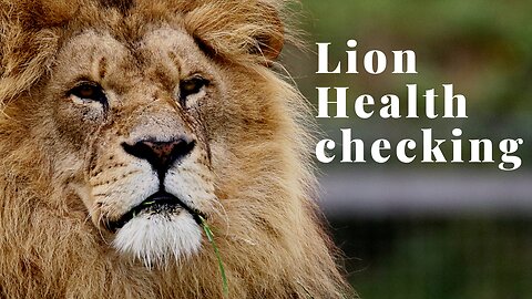 Health checking A Fully grown adult lion is no easy task