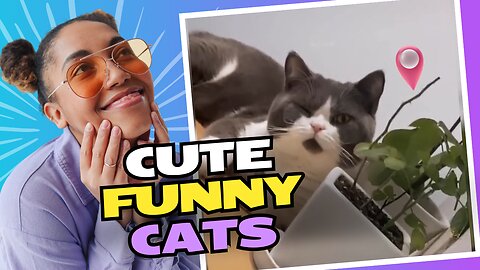 CUTE AND FUNNY CATS VIDEO-COMPLITION