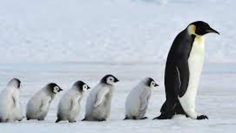 Baby Penguin Tries To Make Friends | Snow Chick: A Penguin's Tale | BBC Earth