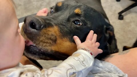 We Let Rottweilers Get Too Close To New Baby