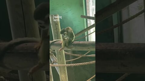 Monkeys Easting Watermelon - at Edinburgh Zoo #monkey #monkeys #monkeyvideos #zoo #shorts