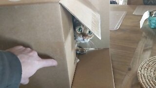 Cat in a box falling