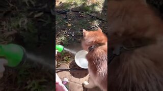 Husky teaches tiny hooman #husky #puppy #dog #dogs #pets #pet #doglover #cute #shorts