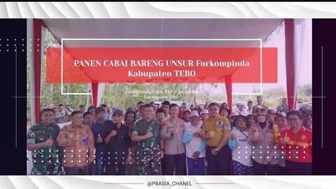 DANREM 042/GAPU, KAPOLDA JAMBI Dan Kapolres Tebo PANEN CABAI BARENG UNSUR Forkompinda #breakingnews