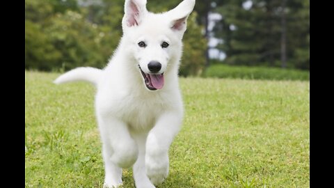 Dog playing,cute